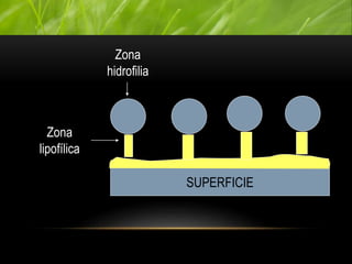 SUPERFICIE
Zona
lipofílica
Zona
hidrofilia
 