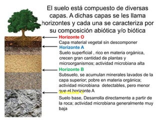 El suelo está compuesto de diversas
capas. A dichas capas se les llama
horizontes y cada una se caracteriza por
su composición abiótica y/o biótica
Horizonte O
Capa material vegetal sin descomponer
Horizonte A
Suelo superficial , rico en materia orgánica,
crecen gran cantidad de plantas y
microorganismos; actividad microbiana alta
Horizonte B
Subsuelo, se acumulan minerales lavados de la
capa superior; pobre en materia orgánica;
actividad microbiana detectables, pero menor
que el horizonte AHorizonte C
Suelo base, Desarrolla directamente a partir de
la roca; actividad microbiana generalmente muy
baja
 