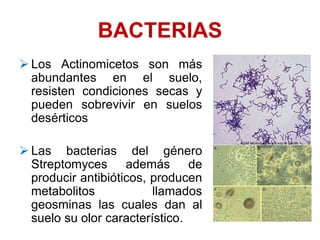 BACTERIAS
 Los Actinomicetos son más
abundantes en el suelo,
resisten condiciones secas y
pueden sobrevivir en suelos
desérticos
 Las bacterias del género
Streptomyces además de
producir antibióticos, producen
metabolitos llamados
geosminas las cuales dan al
suelo su olor característico.
 
