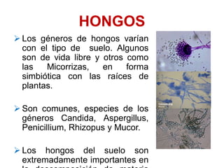HONGOS
 Los géneros de hongos varían
con el tipo de suelo. Algunos
son de vida libre y otros como
las Micorrizas, en forma
simbiótica con las raíces de
plantas.
 Son comunes, especies de los
géneros Candida, Aspergillus,
Penicillium, Rhizopus y Mucor.
 Los hongos del suelo son
extremadamente importantes en
 