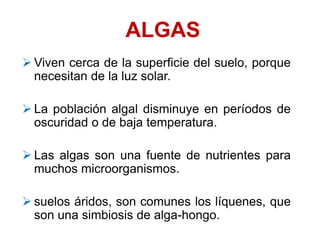 ALGAS
 Viven cerca de la superficie del suelo, porque
necesitan de la luz solar.
 La población algal disminuye en períodos de
oscuridad o de baja temperatura.
 Las algas son una fuente de nutrientes para
muchos microorganismos.
 suelos áridos, son comunes los líquenes, que
son una simbiosis de alga-hongo.
 