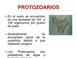 PROTOZOARIOS
 En el suelo se encuentran
en una densidad de 104 a
105 organismos por gramo
de suelo.
 Generalmente se
encuentran cerca de la
superficie debido a que
requieren oxígeno.
 Los Protozoarios son
predadores de algas y
 