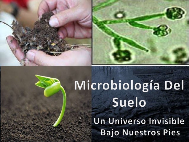 Resultado de imagen de la microbiologÃa del suelo