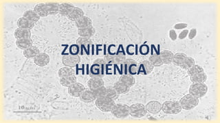 ZONIFICACIÓN
HIGIÉNICA
 