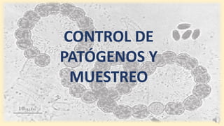 CONTROL DE
PATÓGENOS Y
MUESTREO
 