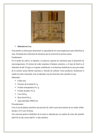 ✓ Hidrolisis de Urea
Esta prueba se utiliza para determinar la capacidad de los microorganismos para hidrolizar la
urea, formando dos moléculas de amoníaco por la acción de la enzima ureasa.
Fundamento:
En el medio de cultivo, la tripteína y la glucosa, aportan los nutrientes para el desarrollo de
microorganismos. El cloruro de sodio mantiene el balance osmótico, y el rojo de fenol es el
indicador de pH. El agar es el agente solidificante. Las bacterias hidrolizan la urea por medio
de la enzima ureasa liberan amoníaco y dióxido de carbono. Estos productos alcalinizan el
medio de cultivo haciendo virar el indicador rojo de fenol del color amarillo al rojo.
Materiales:
✓ Caldo urea
✓ Extracto de levadura 0,1 g
✓ Fosfato monopotásico 9,1 g
✓ Fosfato disódico 9,5 g
✓ Urea 20,0 g
✓ Rojo fenol 0,01 g
✓ Agua destilada 1000,0 mL
Procedimiento:
Con el asa de platino transfiera una porción de cultivo puro proveniente de un medio sólido.
Incube a 35°C por 24 horas.
Una reacción positiva (hidrólisis de la urea) es indicada por un cambio de color del amarillo
(pH 6,8) al rojo cereza (pH 8,1 o más alcalino).
 