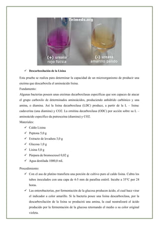 ✓ Descarboxilación de la Lisina
Esta prueba se realiza para determinar la capacidad de un microorganismo de producir una
enzima que descarboxila el aminoácido lisina.
Fundamento:
Algunas bacterias poseen unas enzimas decarboxilasas específicas que son capaces de atacar
el grupo carboxilo de determinados aminoácidos, produciendo anhídrido carbónico y una
amina, o diamina. Así la lisina decarboxilasa (LDC) produce, a partir de la L – lisina:
cadaverina (una diamina) y CO2. La ornitina decarboxilasa (ODC) por acción sobre su L –
aminoácido específico da putresceína (diamina) y CO2.
Materiales:
✓ Caldo Lisina
✓ Peptona 5,0 g
✓ Extracto de levadura 3,0 g
✓ Glucosa 1,0 g
✓ Lisina 5,0 g
✓ Púrpura de bromocresol 0,02 g
✓ Agua destilada 1000,0 mL
Procedimiento:
✓ Con el asa de platino transfiera una porción de cultivo puro al caldo lisina. Cubra los
tubos inoculados con una capa de 4-5 mm de parafina estéril. Incube a 35°C por 24
horas.
✓ Las enterobacterias, por fermentación de la glucosa producen ácido, el cual hace virar
el indicador a color amarillo. Si la bacteria posee una lisina descarboxilasa, por la
descarboxilación de la lisina se producirá una amina, la cual neutralizará el ácido
producido por la fermentación de la glucosa retornando el medio a su color original
violeta.
 