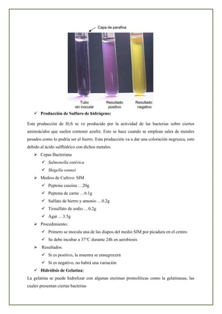 ✓ Producción de Sulfuro de hidrógeno:
Esta producción de H2S se ve producido por la actividad de las bacterias sobre ciertos
aminoácidos que suelen contener azufre. Esto se hace cuando se emplean sales de metales
pesados como lo podría ser el hierro. Esta producción va a dar una coloración negruzca, esto
debido al ácido sulfhídrico con dichos metales.
➢ Cepas Bacteriana
✓ Salmonella entérica
✓ Shigella sonnei
➢ Medios de Cultivo: SIM
✓ Peptona caseína …20g
✓ Peptona de carne …6.1g
✓ Sulfato de hierro y amonio …0.2g
✓ Tiosulfato de sodio …0.2g
✓ Agar …3.5g
➢ Procedimiento:
✓ Primero se inocula una de las diapos del medio SIM por picadura en el centro
✓ Se debe incubar a 37°C durante 24h en aerobiosis
➢ Resultados:
✓ Si es positivo, la muestra se ennegrecerá
✓ Si es negativo, no habrá una variación
✓ Hidrólisis de Gelatina:
La gelatina se puede hidrolizar con algunas enzimas proteolíticas como la gelatinasas, las
cuales presentan ciertas bacterias
 