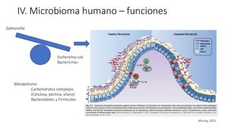 Escherichia coli
Bactericinas
Salmonella
Metabolismo:
Carbohidratos complejos
(Celulosa, pectina, xilano)
Bacteroidetes y Firmicutes
IV. Microbioma humano – funciones
Murray, 2021
 