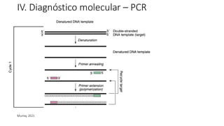 IV. Diagnóstico molecular – PCR
Murray, 2021
 