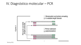 IV. Diagnóstico molecular – PCR
Murray, 2021
 