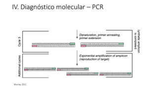 IV. Diagnóstico molecular – PCR
Murray, 2021
 