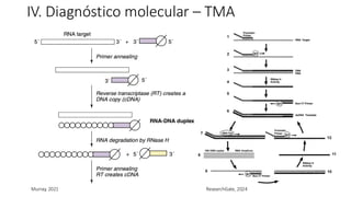 IV. Diagnóstico molecular – TMA
Murray, 2021 ResearchGate, 2024
 