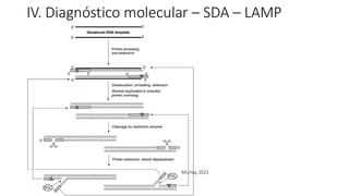 IV. Diagnóstico molecular – SDA – LAMP
Murray, 2021
 