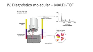 IV. Diagnóstico molecular – MALDI-TOF
Murray, 2021
 