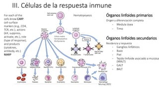 III. Células de la respuesta inmune
For each of the
cells know CARP:
cell-surface
markers (e.g., CD4,
TCR, etc.), actions
(kill, suppress,
activate, etc.), role
(type of response),
and products
(cytokines,
antibody, etc.)
MARP
Murray, 2021
Hematopoyesis
Célula madre
hematopoyética
Multipotente
Órganos linfoides primarios
Origen y diferenciación completa
- Medula ósea
- Timo
Órganos linfoides secundarios
Residencia y respuesta
- Ganglios linfáticos
- Bazo
- Piel
- Tejido linfoide asociado a mucosas
(MALT)
- GALT
- BALT
 