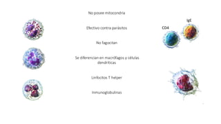 No posee mitocondria
Efectivo contra parásitos
No fagocitan
Se diferencian en macrófagos y células
dendríticas
Linfocitos T helper
Inmunoglobulinas
CD4
IgE
 