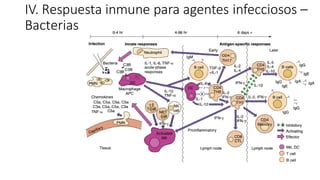 IV. Respuesta inmune para agentes infecciosos –
Bacterias
 