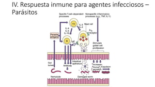 IV. Respuesta inmune para agentes infecciosos –
Parásitos
 