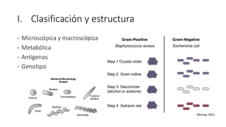 I. Clasificación y estructura
- Microscópica y macroscópica
- Metabólica
- Antígenos
- Genotipo
Murray, 2021
 