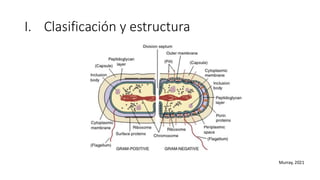 I. Clasificación y estructura
Murray, 2021
 