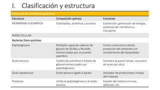 I. Clasificación y estructura
Estructura de membrana bacteriana
Estructura Composición química Funciones
MEMBRANA PLASMÁTICA Fosfolípidos, proteínas y enzimas Contención, generación de energía,
potencial del membrana y
transporte
PARED CELULAR
Bacterias Gram-positivas
Peptidoglicano Múltiples capas de cadenas de
glicano de GlcNAc y MurNAc
entrecruzadas por un puente
peptídico
Forma y estructura celular,
protección del ambiente y el
complemento del hospedador
Ácido teicoico Fosfato de poliribitol o fosfato de
glicerol entrecruzado con
peptidoglicano
Fortalece la pared celular; secuestro
de iones de calcio
Ácido lipoteicoico Ácido teicoico ligado a lípidos Activador de protecciones innatas
del huésped
Proteínas Unido al peptidoglicano o al ácido
teicoico
Evasión del sistema inmune,
adhesión, etc.
 
