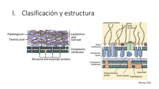 I. Clasificación y estructura
Murray, 2021
 