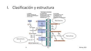 I. Clasificación y estructura
Penicilinas
Vancomicin
a
Bacitracina
Murray, 2021
 