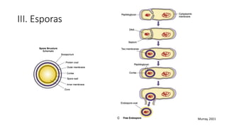 III. Esporas
Murray, 2021
 