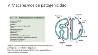 V. Mecanismos de patogenicidad
at https://www.biointeractive.org/classroom-resources/how-
pathogenic-e-coli-infection-begins and
https://www.biointeractive.org/classroom-resources/how-
salmonella-infection-begins.)
 