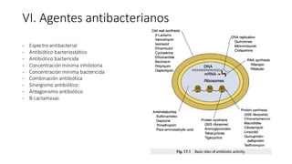 VI. Agentes antibacterianos
- Espectro antibacterial
- Antibiótico bacteriostático
- Antibiótico bactericida
- Concentración mínima inhibitoria
- Concentración mínima bactericida
- Combinación antibiótica
- Sinergismo antibiótico
- Antagonismo antibiótico
- Β-Lactamasas
 