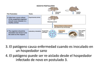3. El patógeno causa enfermedad cuando es inoculado en
un hospedador sano
4. El patógeno puede ser re-aislado desde el hospedador
infectado de novo en postulado 3.
 