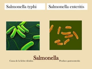Salmonella typhi

Causa de la fiebre tifoidea

Salmonella enteritis

Salmonella

Produce gastroenteritis

 
