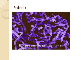 Vibrio

 