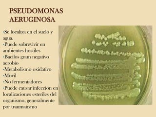 PSEUDOMONAS
AERUGINOSA
•Se

localiza en el suelo y
agua.
•Puede sobrevivir en
ambientes hostiles
•Bacilos gram negativo
aerobio
•Metabolismo oxidativo
•Movil
•No fermentadores
•Puede causar infeccion en
localizaciones esteriles del
organismo, generalmente
por traumatismo

 