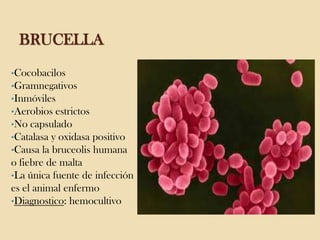 BRUCELLA
•Cocobacilos
•Gramnegativos
•Inmóviles
•Aerobios estrictos
•No capsulado
•Catalasa y oxidasa positivo
•Causa la bruceolis humana

o fiebre de malta
•La única fuente de infección
es el animal enfermo
•Diagnostico: hemocultivo

 