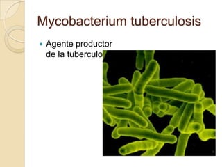 Mycobacterium tuberculosis


Agente productor
de la tuberculosis.

 