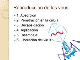 Reproducción de los virus
1. Absorción
 2. Penetración en la célula
 3. Decapsidación
 4.Replicación
 5.Ensambaje
 6. Liberación del virus


 