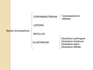 CORYNEBACTERIUM

Corynebacterium
difteriae

LISTERIA
Bacilos Grampositivos
BACILLUS

CLOSTRIDIUM

Clostridium perfringens
Clostridium botulinum
Clostridium tetani
Clostridium difficile

 