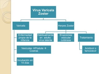 Virus Varicela
Zoster

Varicela

Enfermedad
propia de la
infancia

Herpes Zoster

Habitualmente
en adulto:
virus latente

Vesículas Pústula 
Costras

Incubación en
14 días

Erupciones
vesicular
cutáneas

Tratamiento

Aciclovir o
famciclovir

 