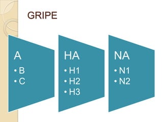 GRIPE

A

HA

NA

•B
•C

• H1
• H2
• H3

• N1
• N2

 