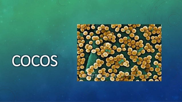 Morfología y agrupación bacteriana