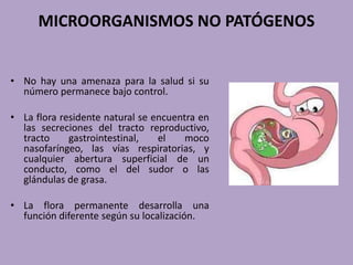 MICROORGANISMOS NO PATÓGENOS
• No hay una amenaza para la salud si su
número permanece bajo control.
• La flora residente natural se encuentra en
las secreciones del tracto reproductivo,
tracto gastrointestinal, el moco
nasofaríngeo, las vías respiratorias, y
cualquier abertura superficial de un
conducto, como el del sudor o las
glándulas de grasa.
• La flora permanente desarrolla una
función diferente según su localización.
 
