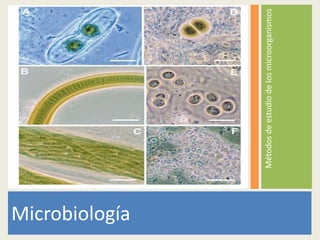 Métodosdeestudiodelosmicroorganismos
Microbiología
 
