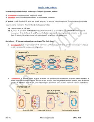 Dra. Gea Microbiología médica UNICA 2015
Genética Bacteriana:
Las bacterias poseen 2 estructuras genéticas que contienen información genética:
1) Cromosomas: se encuentran en el nucléolo bacteriano.
2) Plásmidos: (estructuras extracromosómicas): Se localizan en el citoplasma.
Un genoma: Es todo el conjunto de genes que tiene la bacteria, d ya sea en su cromosoma o en sus elementos extracromosomales
Los cromosomas bacterianos Presentan las siguientes características:
A) Una sola cadena de ADN doble.
B) El proceso de replicación del ADN Bacteriano es “semi conservativo” (es quiere decir que el ADN bacteriano nuevo solo
conserva una de las dos hebras de su ADN progenitor) y bidireccional es decir que el proceso de replicación se da a ambos
lados de la cadena lo que permite que este proceso pueda completarse más rápidamente.
Mecanismos de transferencias de información genética Bacteriano:
1. La conjugación: Es la transferencia directa de información genética desde una bacteria donadora a otra aceptora utilizando
el Pelo F como canal de paso del material genético.
2. Transducción: Se produce cuando un virus bacteriano (bacteriofago) infecta una célula bacteriana y en el momento de
formar los nuevos viriones resultantes del ciclo de vida del fago, éstos incluyen en su material genético parte del material
genético de la bacteria. Dicho de otra forma el bacteriófago se comporta como un vector intermedio entre las dos bacterias.
 
