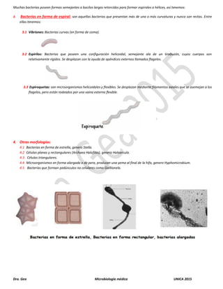 Dra. Gea Microbiología médica UNICA 2015
Muchas bacterias poseen formas semejantes a bacilos largos retorcidos para formar espirales o hélices, así tenemos:
3. Bacterias en forma de espiral: son aquellas bacterias que presentan más de una o más curvaturas y nunca son rectas. Entre
ellas tenemos:
3.1 Vibriones: Bacterias curvas (en forma de coma).
3.2 Espirilos: Bacterias que poseen una configuración helicoidal, semejante ala de un tirabuzón, cuyos cuerpos son
relativamente rígidos. Se desplazan con la ayuda de apéndices externos llamados flagelos.
3.3 Espiroquetas: son microorganismos helicoidales y flexibles. Se desplazan mediante filamentos axiales que se asemejan a los
flagelos, pero están rodeados por una vaina externa flexible.
4. Otras morfologías:
4.1 Bacterias en forma de estrella, genero Stella.
4.2 Células planas y rectangulares (Archaea Halofilas), genero Haloarcula.
4.3 Células triangulares.
4.4 Microorganismos en forma alargada o de pera, producen una yema al final de la hifa, genero Hyphomicrobium.
4.5 Bacterias que forman pedúnculos no celulares como Galllionela.
 
