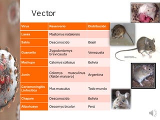 Microbiología y parasitología arenavirus | PPTX