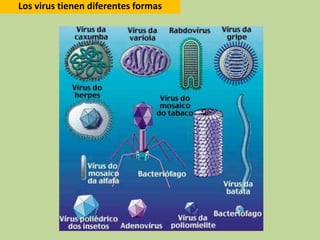 Los virus tienen diferentes formas
 
