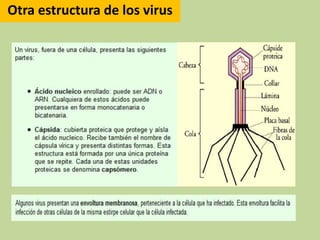 Otra estructura de los virus
 