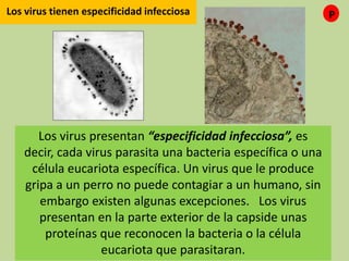 Los virus tienen especificidad infecciosa
Los virus presentan “especificidad infecciosa”, es decir,
cada virus parasita una bacteria específica o una célula
eucariota específica. Un virus que le produce gripa a un
perro no puede contagiar a un humano, sin embargo
existen algunas excepciones. Los virus presentan en la
parte exterior de la capside unas proteínas que
reconocen la bacteria o la célula eucariota que
parasitaran.
P
 